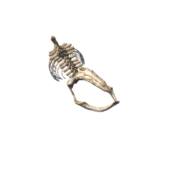 whale skeleton